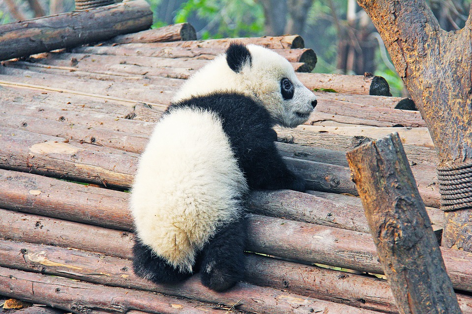  Pusat Riset Panda Chengdu 