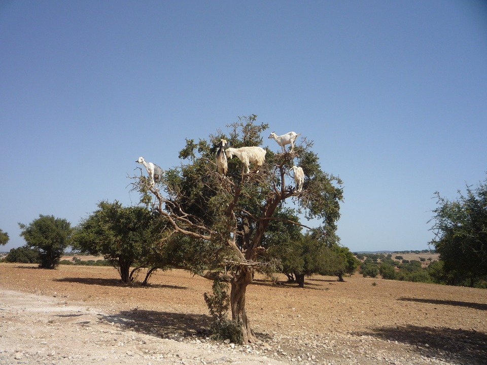 Tree Climbing Goats of Morocco