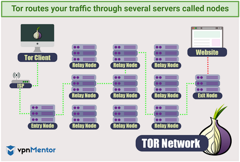 An image showing how the Tor browser routes your internet traffic through several nodes before it reaches the website you're visiting