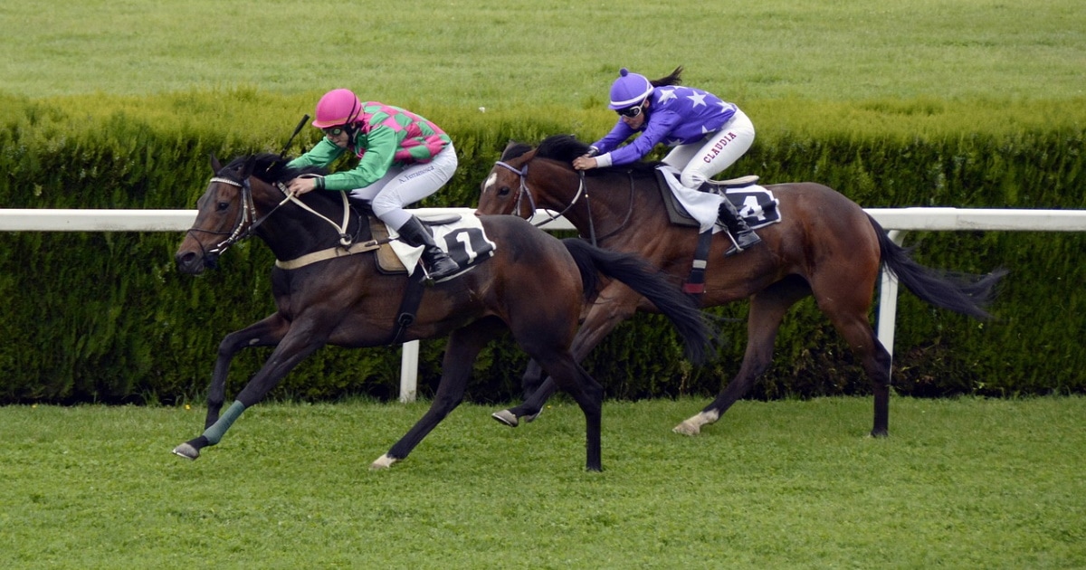 Horse race on a turf track