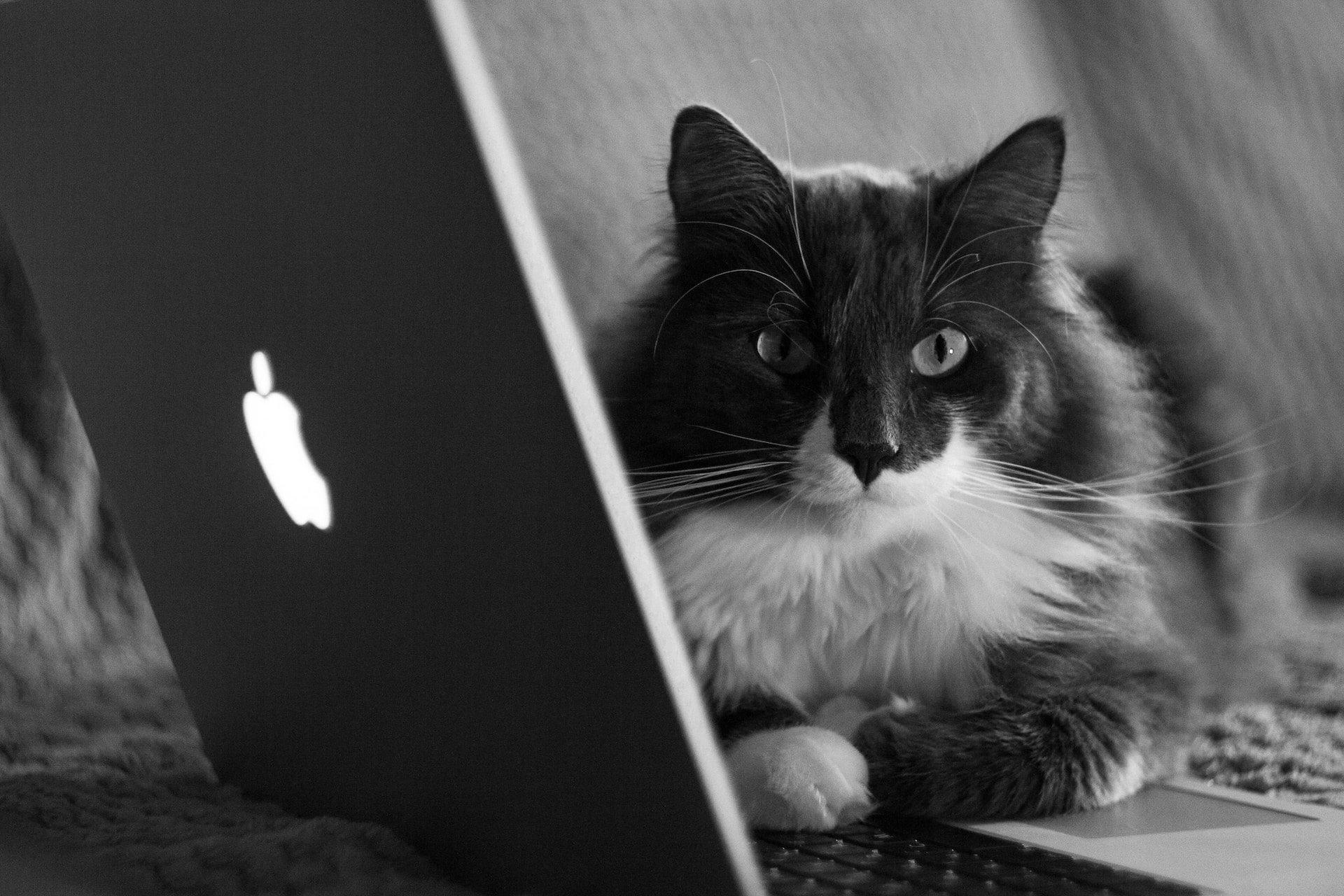 Charming Kitten Hackers Target Mac Users With New Malware